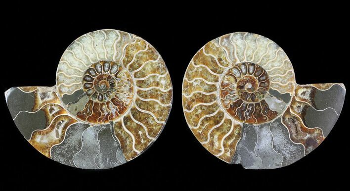 Bargain, Cut & Polished Ammonite Fossil - Agatized #69022